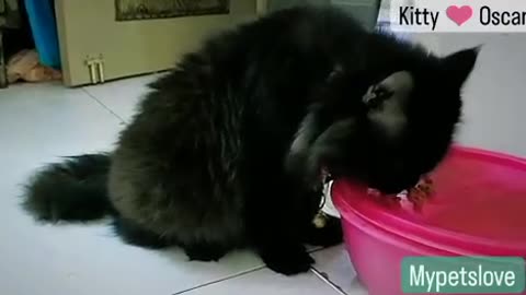 Cute Persian cats enjoying there food 🍲 my little kitten's