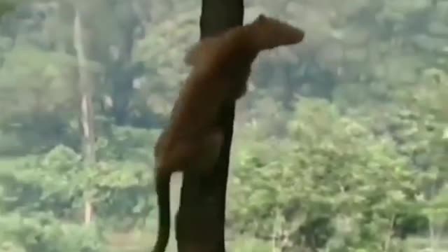 🐆🐆 Leopard jumping from tree to tree