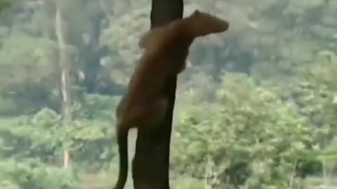 🐆🐆 Leopard jumping from tree to tree