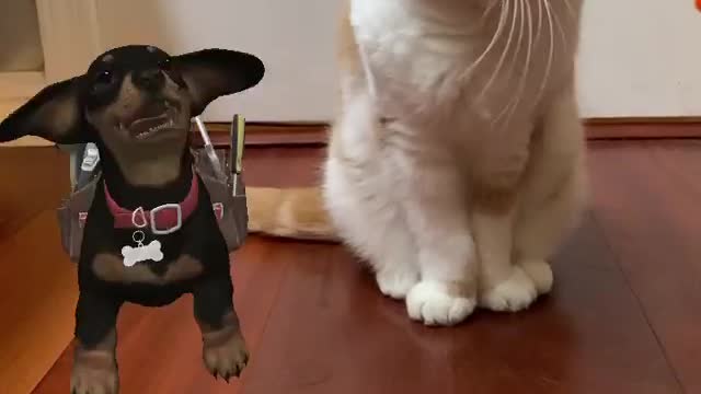 Cat lover will absolutely enjoy this video.