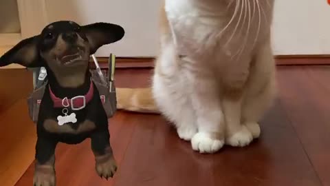 Cat lover will absolutely enjoy this video.