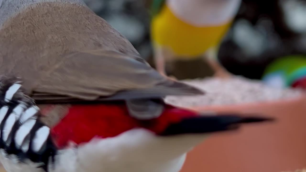 Diamond firetail finch