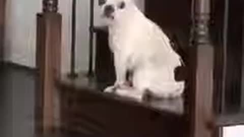 A singing dog for the firsr time