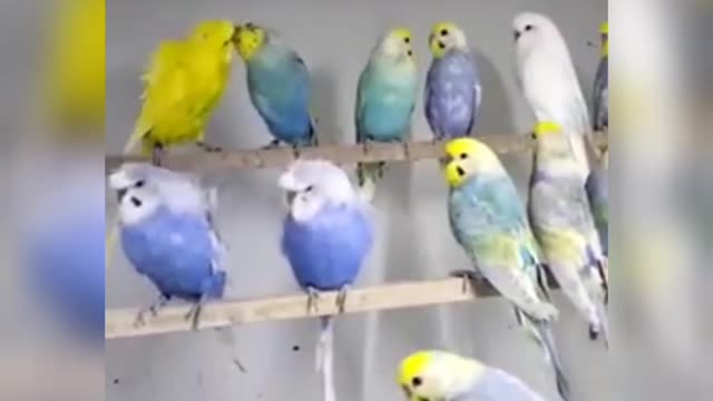 Do you Like Them | Rainbow Budgie / Rainbow Parakeet birds gang