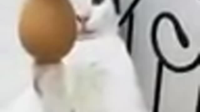 Very funny video for cat