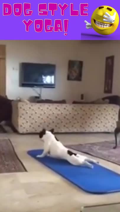 Funny dog style yoga