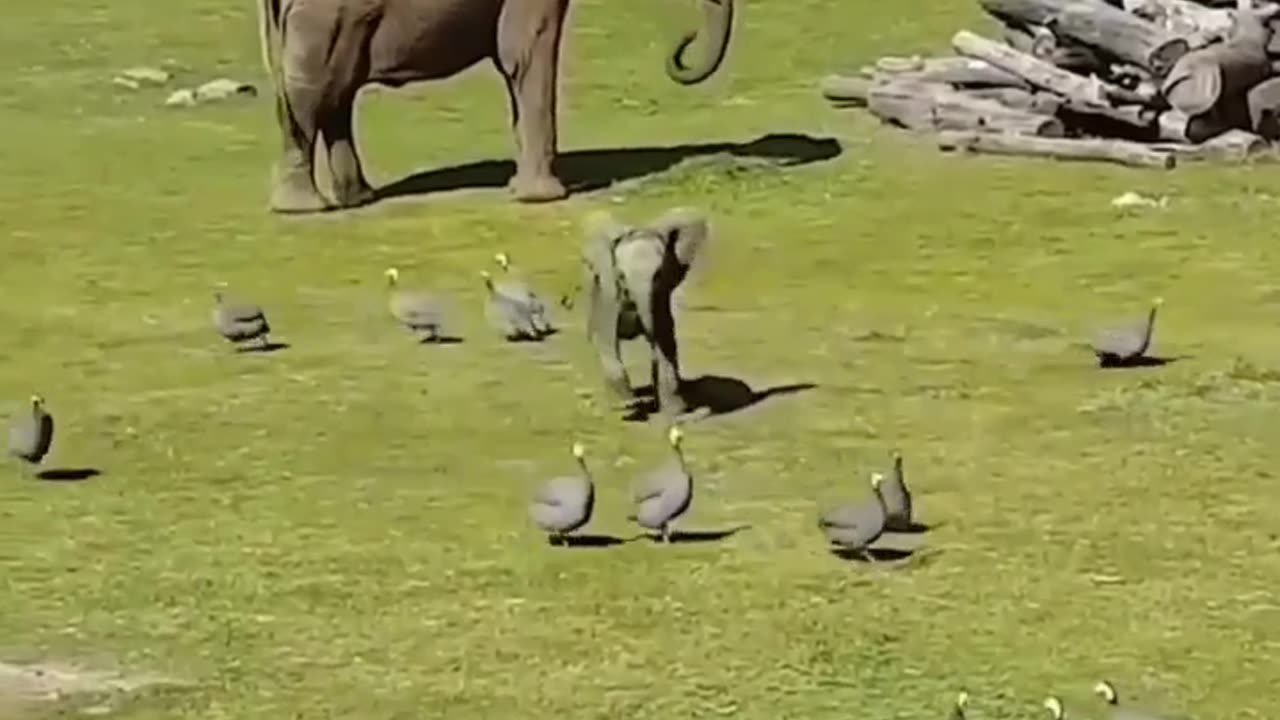 Baby elephant playing with birds #shorts #shortvideo #video #virals #videovira #innovationhub