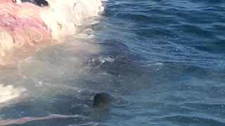 Sharks Feast on Whale