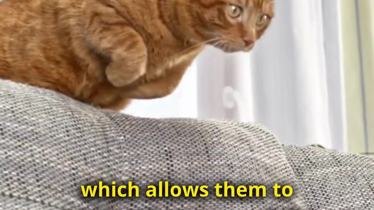 Why Cats Always Seem to Land on Their Feet?