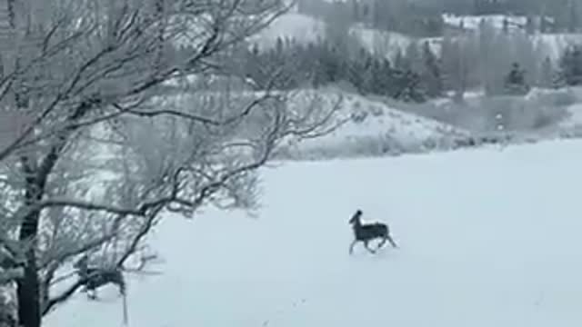 Santa's Reindeer hopping through the yard