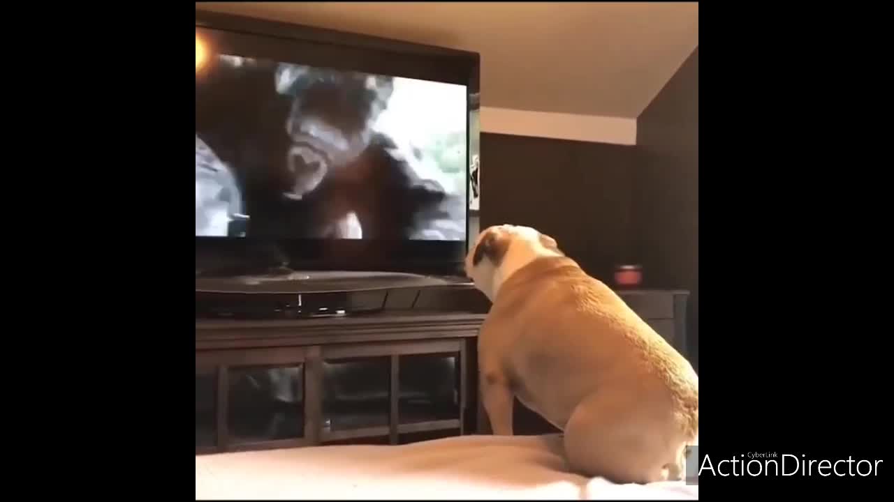 When my dog watches the Hollywood movie King Kong