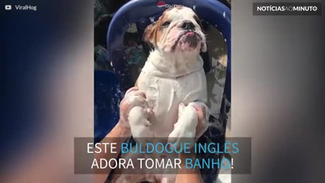 Buldogue inglês adora tomar banho!