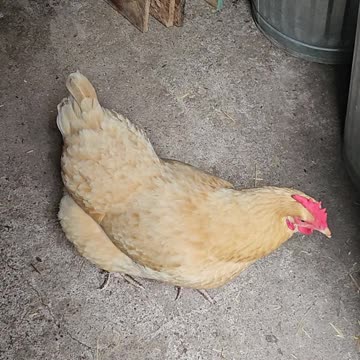 OMC! Little Orpington exploring! 🐔😮😄😍