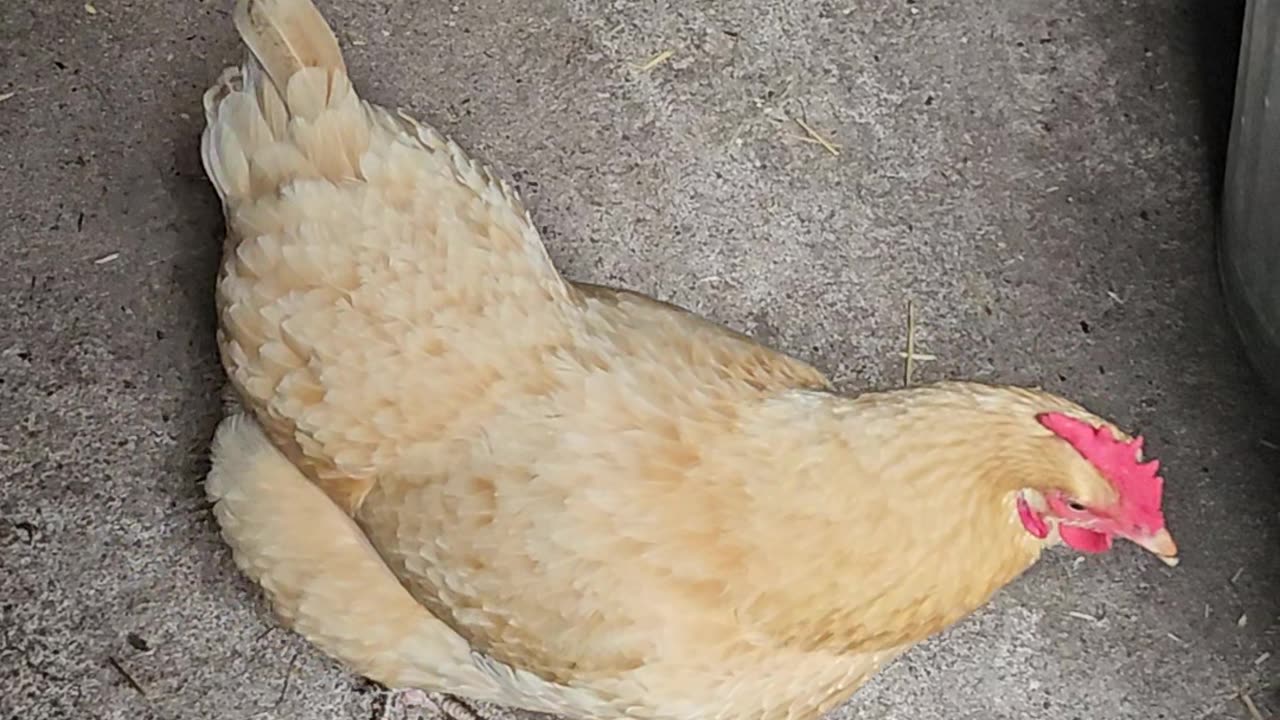 OMC! Little Orpington exploring! 🐔😮😄😍