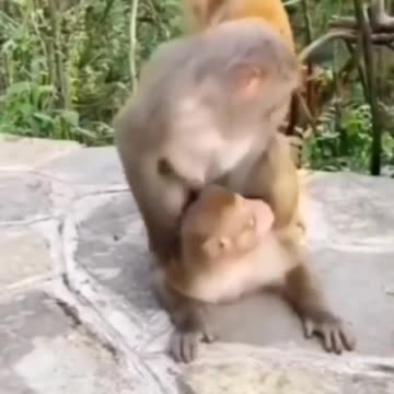 Funny Monkey Videos