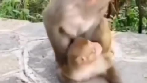 Funny Monkey Videos