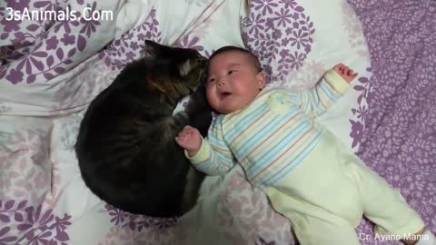 Funny cat protect the baby