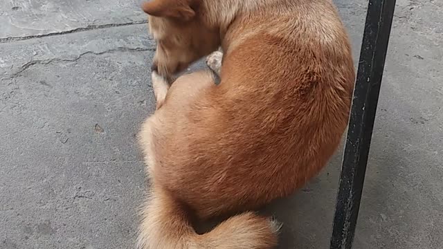the dog is hanging out