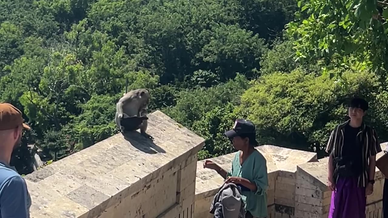 Bartering With Wild Monkeys In Bali