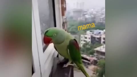 Smart Parrots funny video