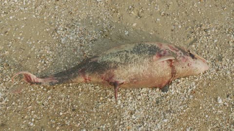 The carcass of a dead Dolphin washed up on a beach