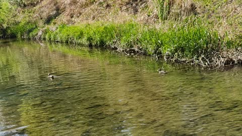 a duck couple floating away