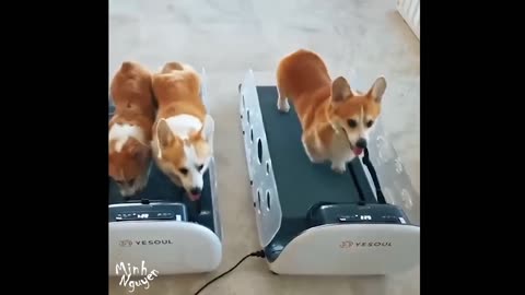 CUTE PETS SERIES: CORGI DOGS EXERCISE ON TREADMILL