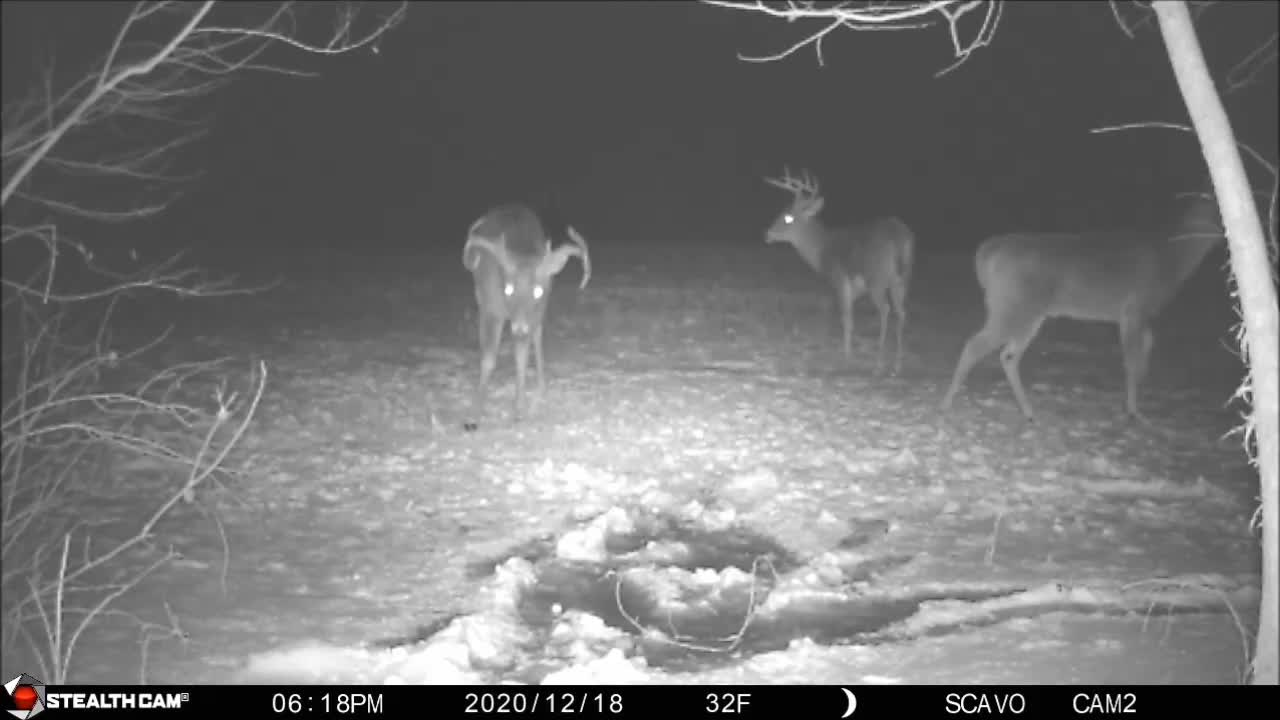 Giant Whitetail deer Buck asserts dominance over younger Buck Stealthcam Scavo CAM2 Dec 2022