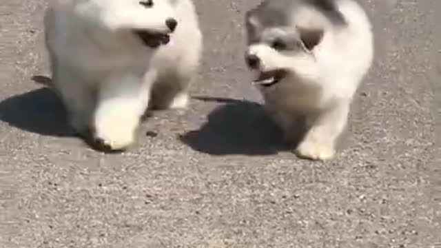 Funny video dog playing with car