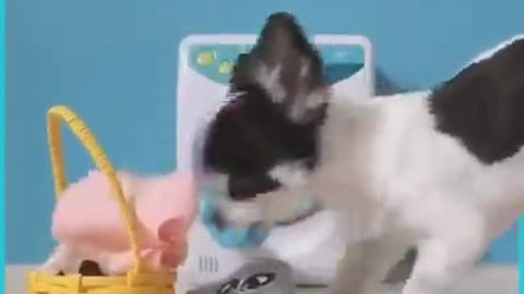 Smart Dog washing clothes🐶😏