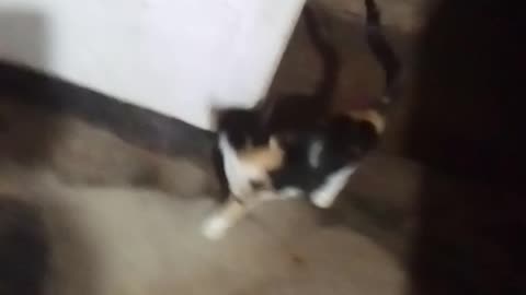 My cat is hungry ,cute cat,cat sound ,home cat