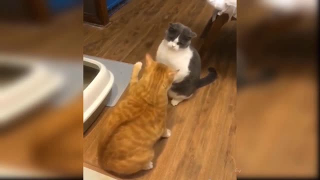 Cute Cat / Very Funny Video.