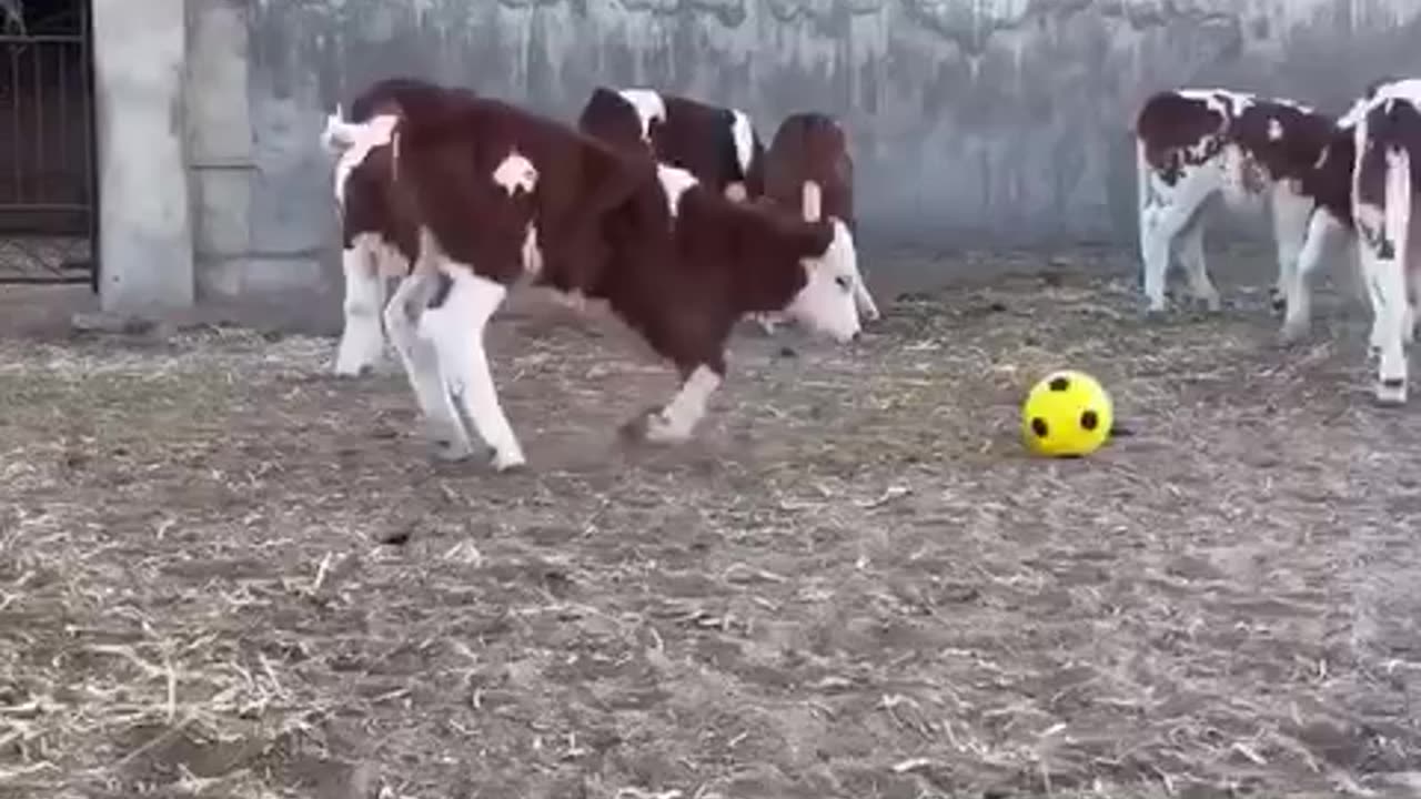 Vaca futbolista