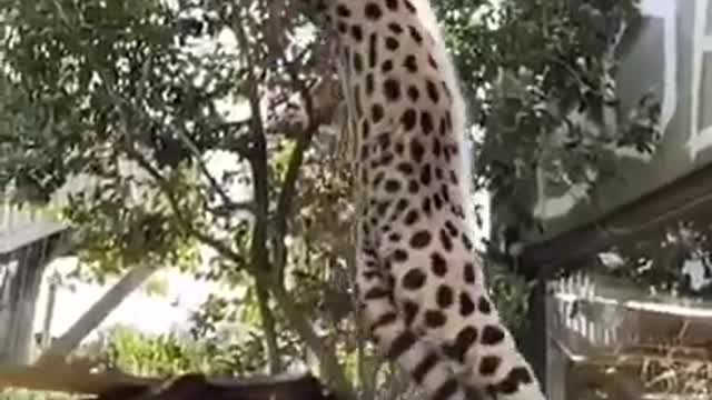 The Leap ! 🐆