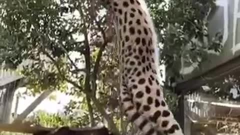 The Leap ! 🐆