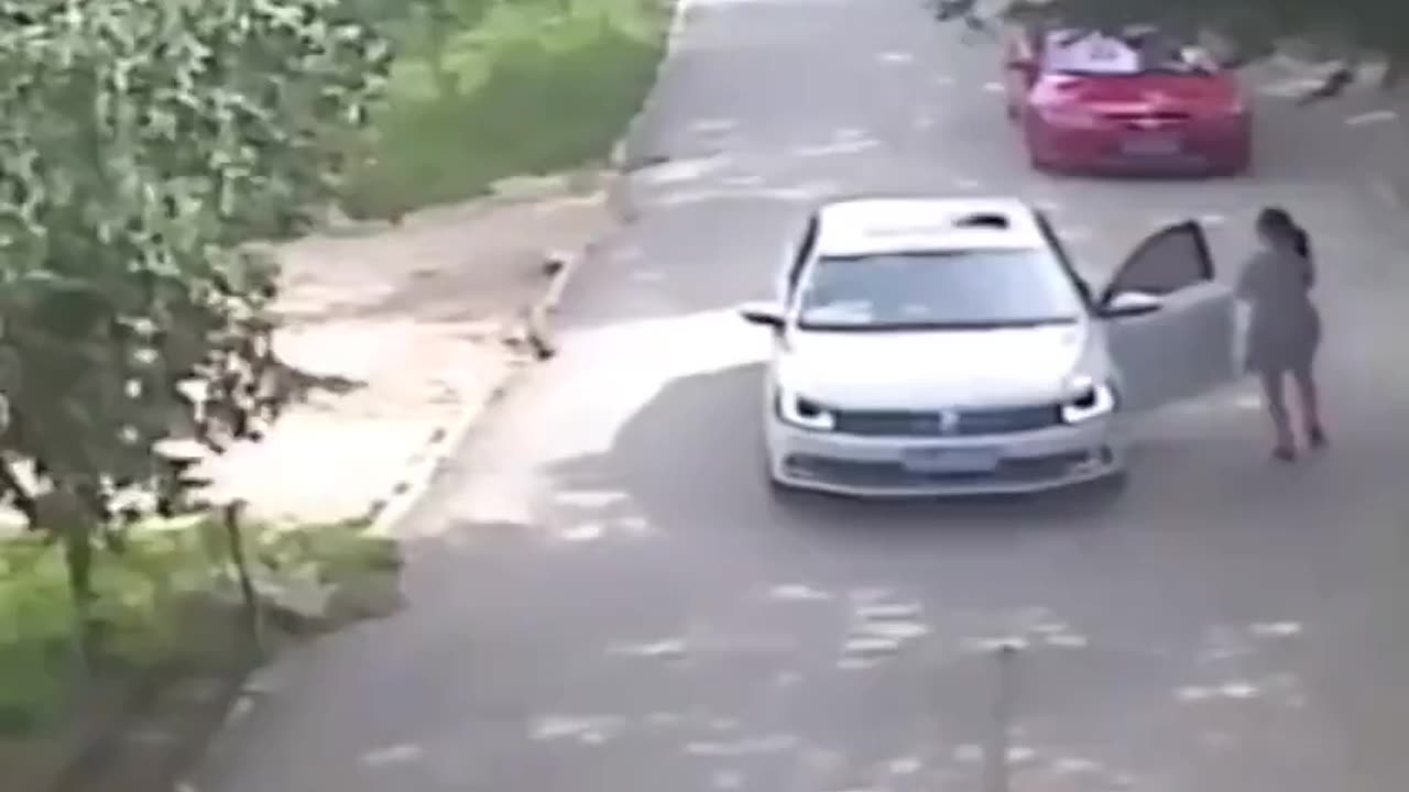 Darwin Award- Woman gets out of the car to argue with her husband while inside a Tiger Safari