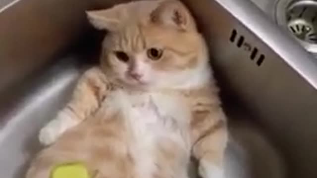 Try Not To Laugh Watching Funny Animals Compilation | Funniest Animals Vines 2022