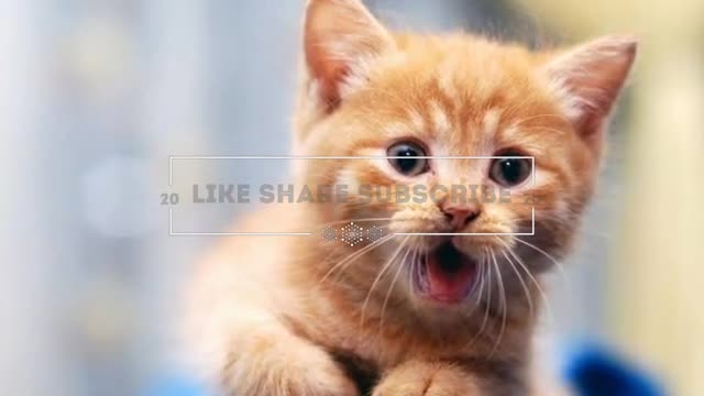 Cute funniest animal video| beautifull animal video|