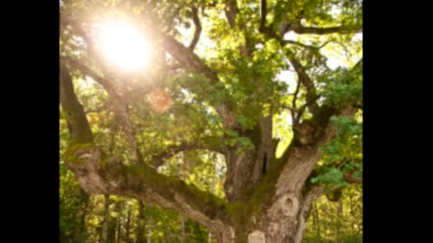 Der Baum, erster Teil