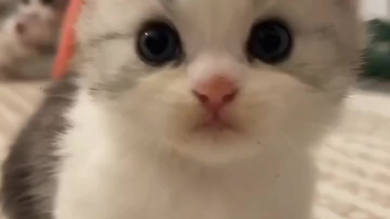 Watch this cute kitten it will melt your heart🥺❤️