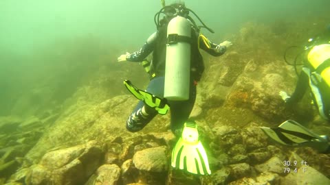 Diving with sealions