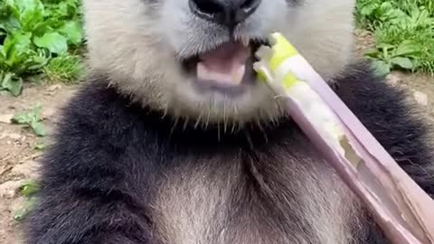 pandas beibie funny