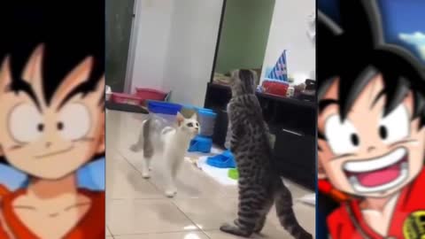 gatos engraçados