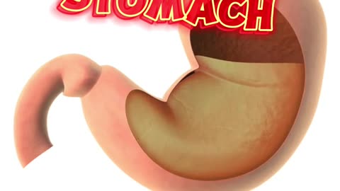 Interesting Facts About your Stomach