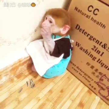 Angry monkey | Very funny monkey video |