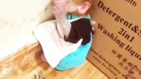 Angry monkey | Very funny monkey video |