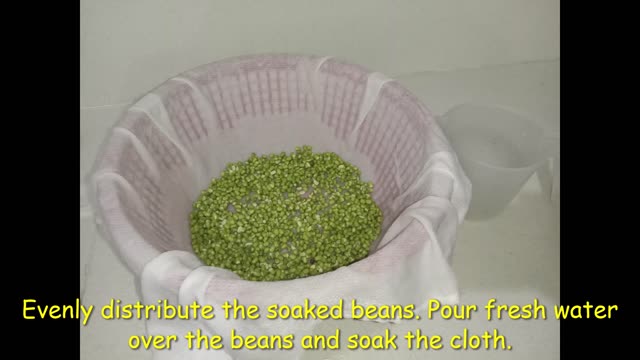 How to Sprout beans EASY 1 minute video