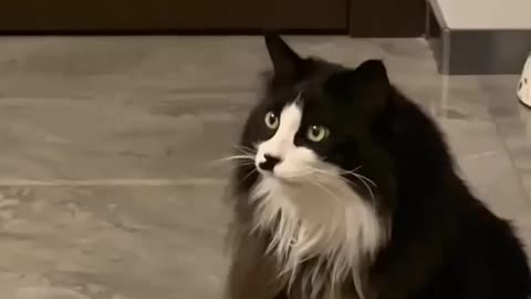 Funny and lovely cats