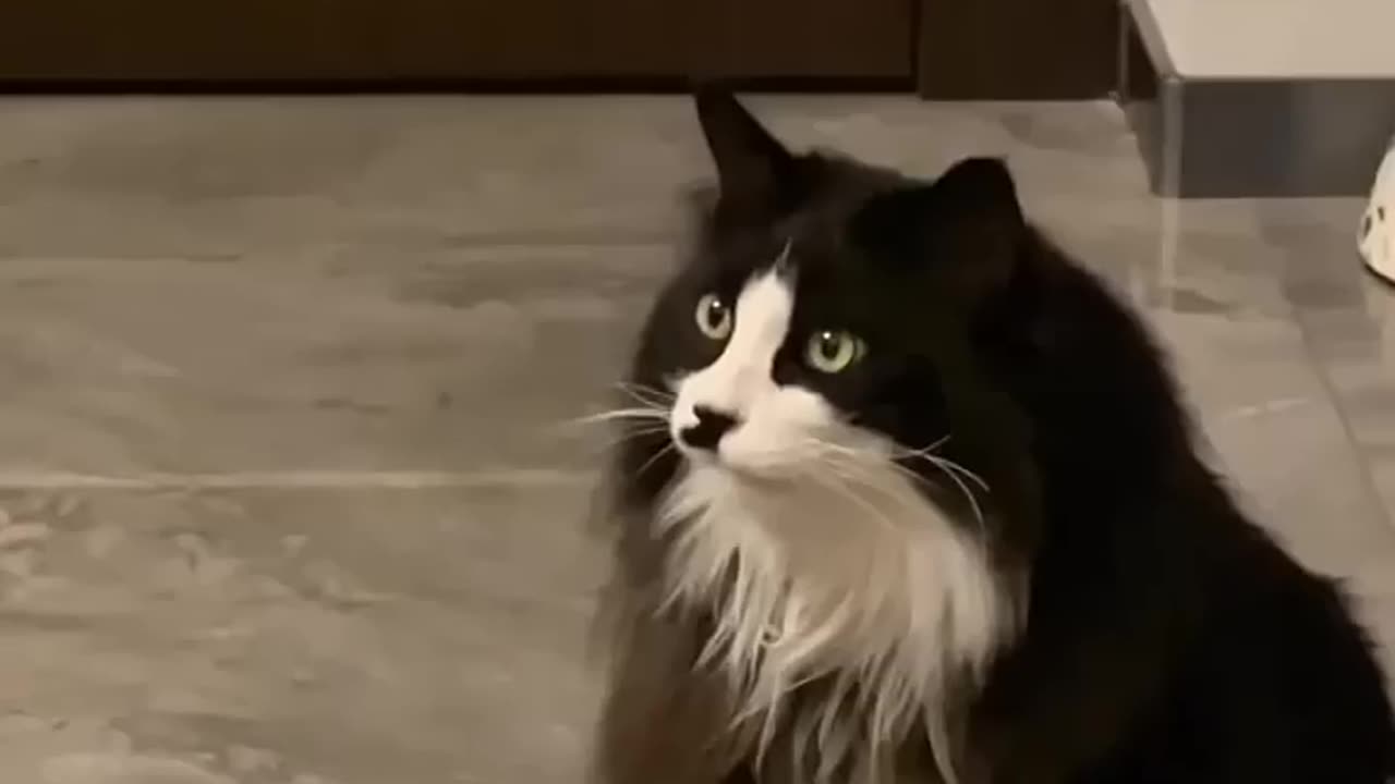 Funny and lovely cats