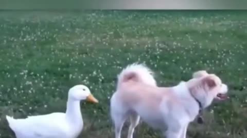 animals being funny and cute